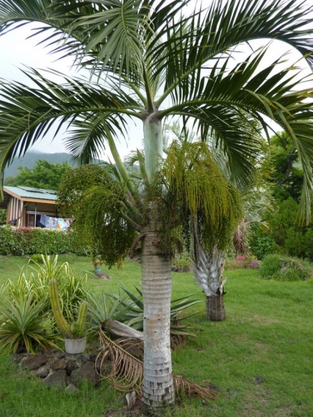 Джиофорба - пальма бутылочная