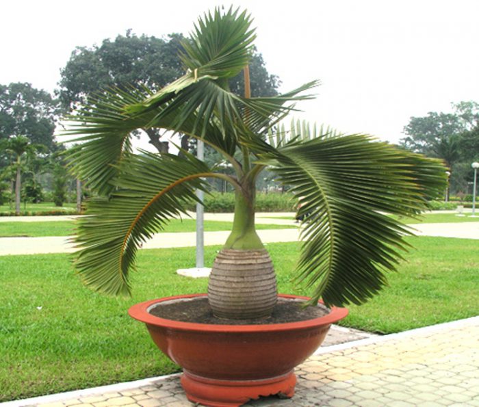 Джиофорба - пальма бутылочная