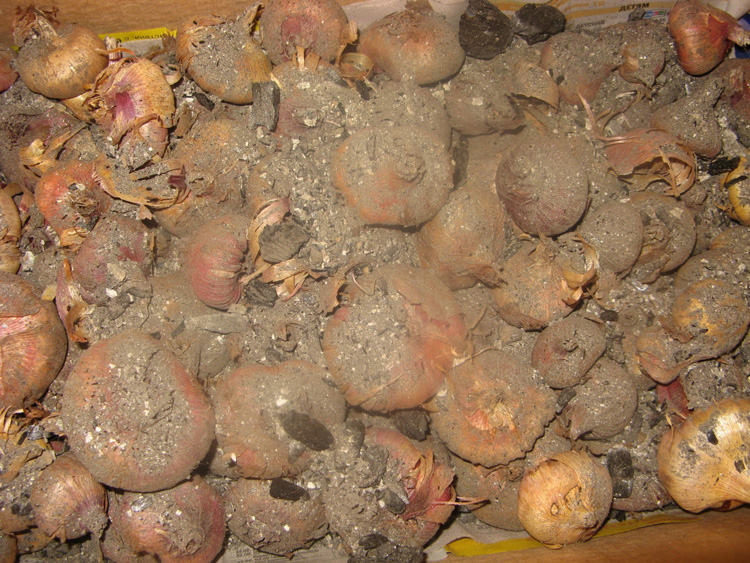 Гладиолусы: сбор и хранение луковиц, практические советы по выращиванию