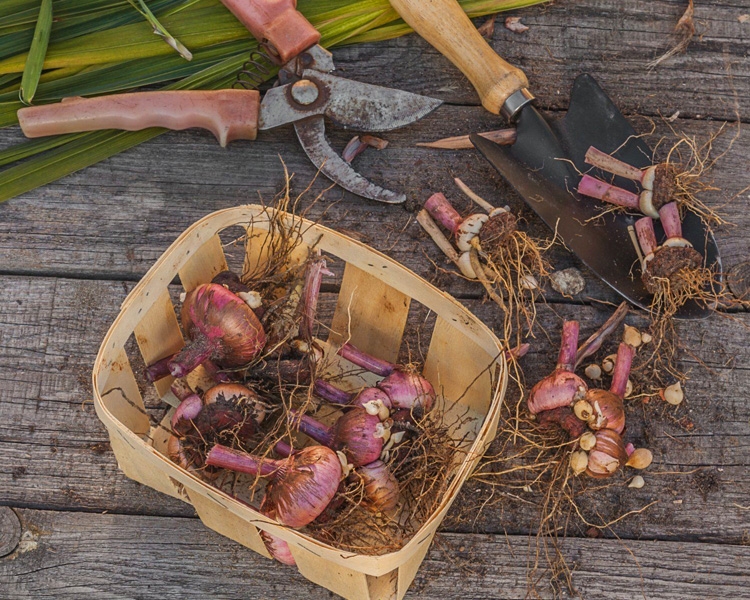 Гладиолусы: сбор и хранение луковиц, практические советы по выращиванию