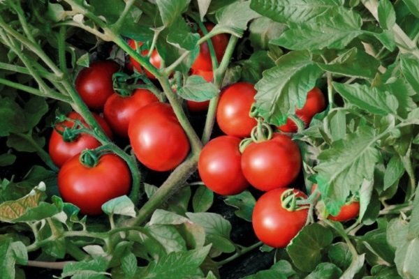 Основные характеристики томата Солероссо: посадка и особенности выращивания