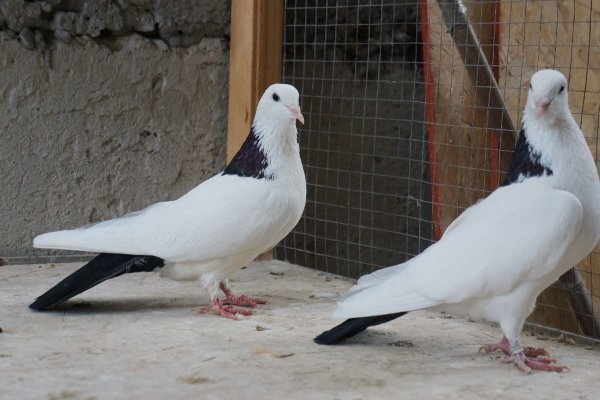 Бакинские голуби: отличительные особенности и тонкости содержания