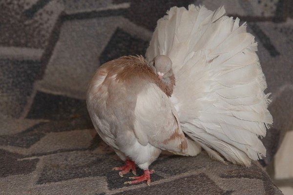 Павлины голуби: описание, виды и тонкости содержания