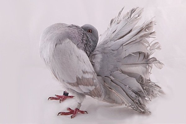 Павлины голуби: описание, виды и тонкости содержания