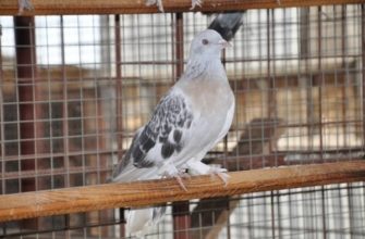 Голуби Такла (Турецкие бойные): особенности, уход и содержание