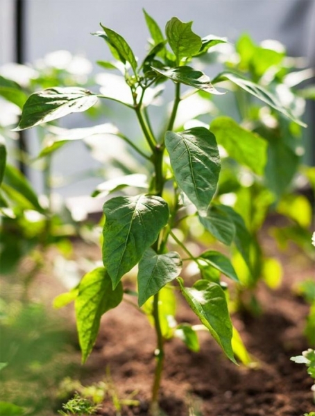 Горький и сладкий перец: секреты выращивания и ухода в открытом грунте