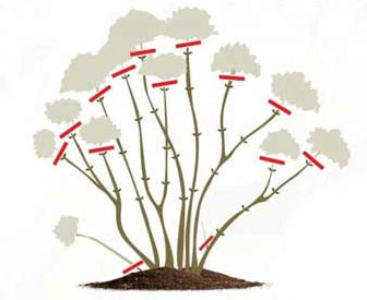 Гортензия садовая (крупнолистная) - посадка и уход в открытом грунте, обрезка, размножение