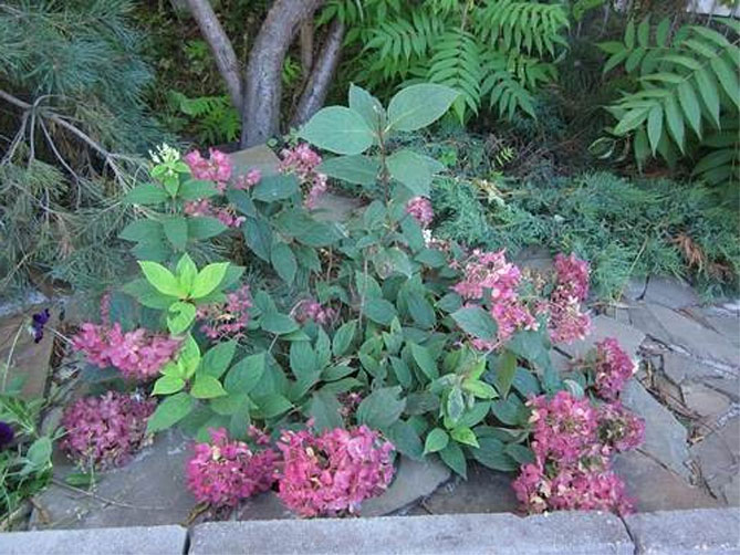 Гортензия садовая (крупнолистная) - посадка и уход в открытом грунте, обрезка, размножение
