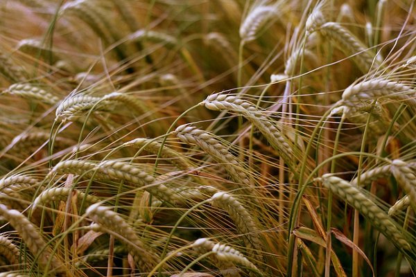 Грамотное выращивание сорта пшеницы Московский
