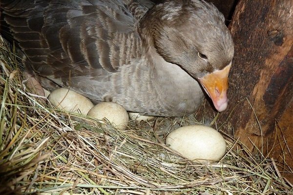 Кладка гусей: когда начинается, сколько яиц откладывают?