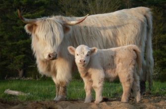 «Хайленд» – описание шотландской породы коров