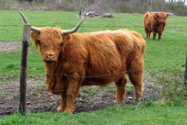 «Хайленд» - описание шотландской породы коров
