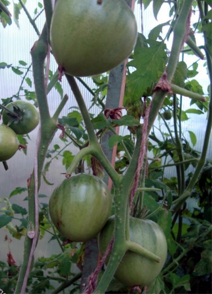 Характеристика и описание томата Кенигсберг - отзывы и фото сорта, урожайность сорта, характеристика выращивания