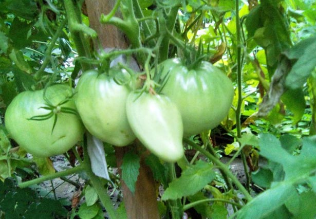 Характеристика и описание томата Кенигсберг - отзывы и фото сорта, урожайность сорта, характеристика выращивания