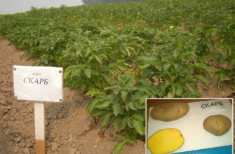 Характеристика картофеля Скарб – описание сорта, урожайность, фото, отзывы