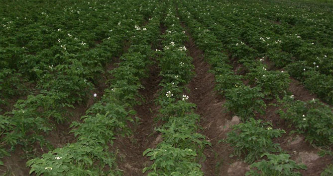 Характеристика картофеля Скарб: описание сорта, урожайность, фото, отзывы