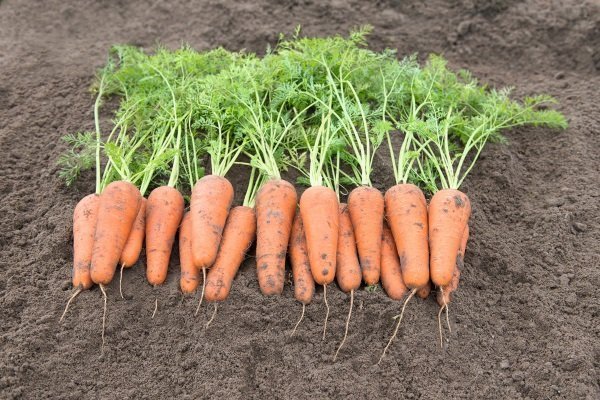 Характеристика моркови Шантанэ и особенности её выращивания