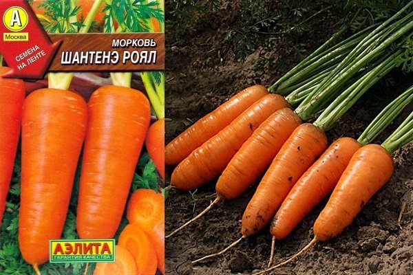 Характеристика моркови Шантане и особенности ее выращивания