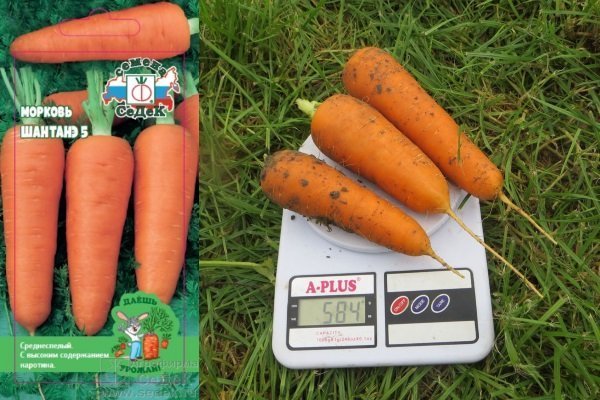 Характеристика моркови Шантане и особенности ее выращивания