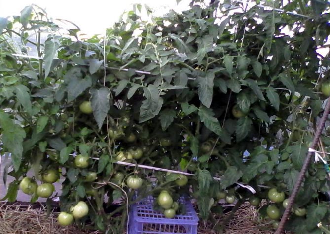 Характеристика сорта Биг Мамми: фото томатов, описание и отзывы садоводов
