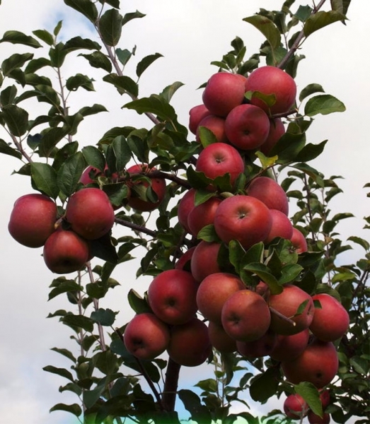 Характеристика сорта яблони Фудзи: описание дерева, урожайность, фото, отзывы