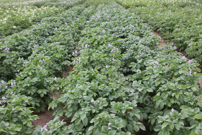 Характеристика сорта картофеля Блю, урожайность, отзывы