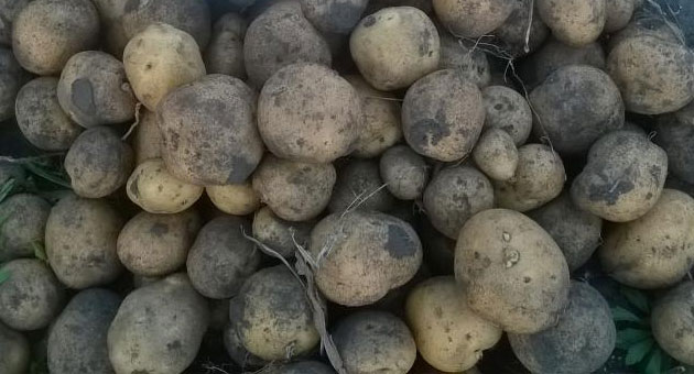 Характеристика сорта картофеля Блю, урожайность, отзывы