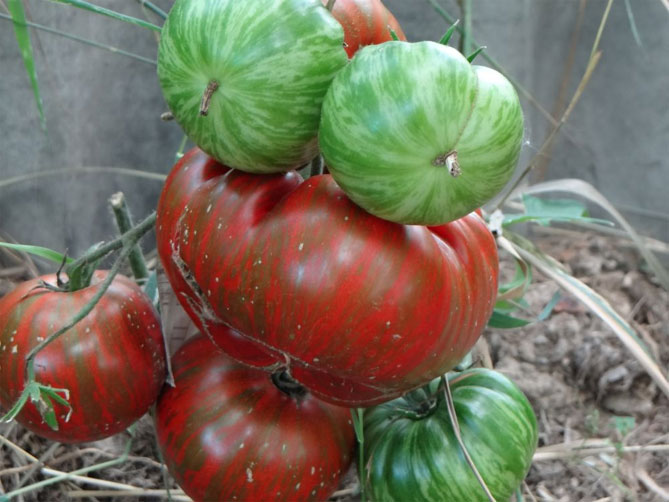 Характеристика сорта Полосатый шоколад - описание помидоров, отзывы, фото