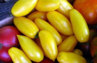 Характеристика сорта томата Банановые ноги – описание и фото, урожайность, отзывы