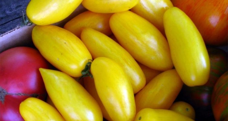 Характеристика сорта томата Банановые ноги – описание и фото, урожайность, отзывы