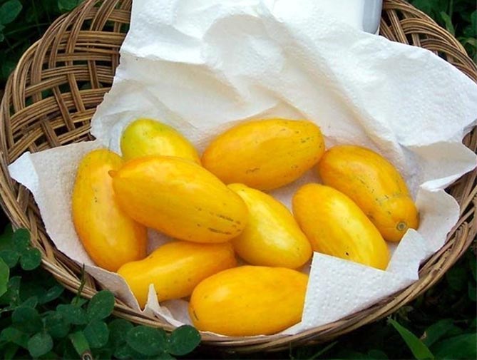Характеристика сорта томатов Банановая ножка - описание и фото, урожайность, отзывы