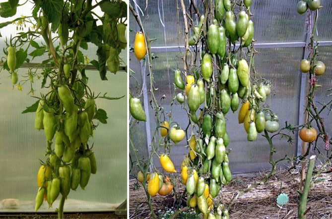 Характеристика сорта томатов Банановая ножка - описание и фото, урожайность, отзывы