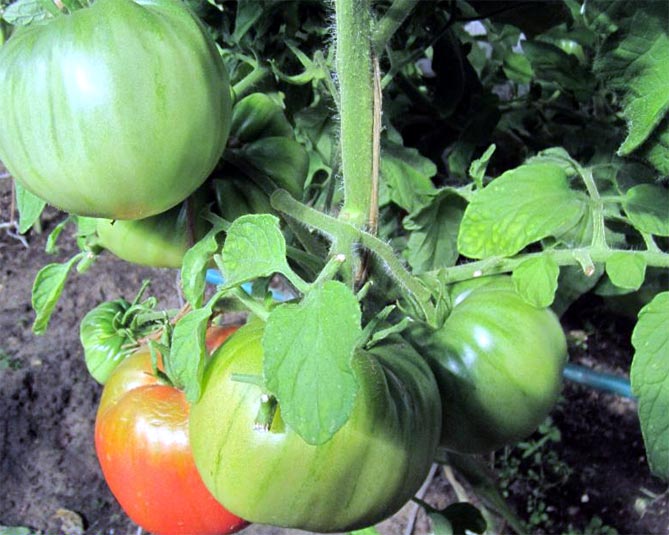 Особенности помидора секрет Бабушкина: урожайность, плюсы и минусы, отзывы и фото