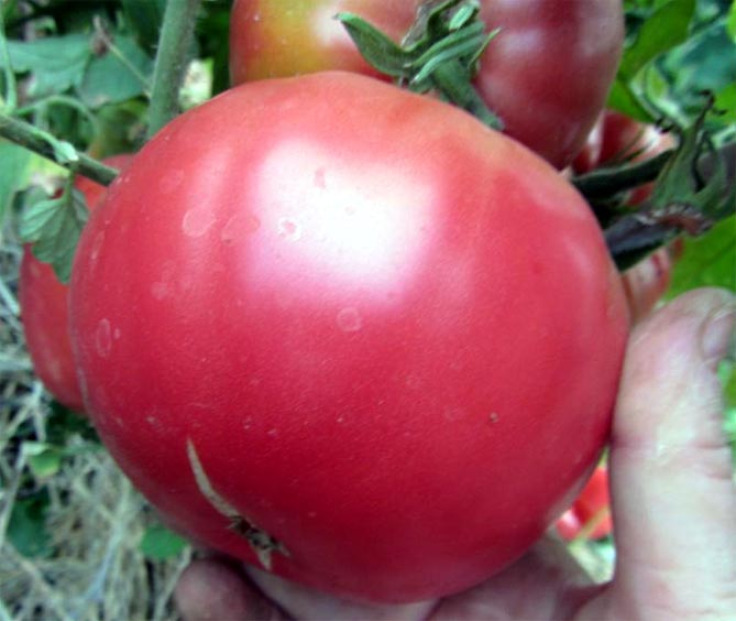 Особенности помидора секрет Бабушкина: урожайность, плюсы и минусы, отзывы и фото