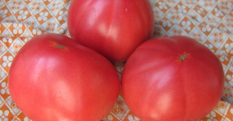 Характеристика томата Бабушкин секрет – урожайность, плюсы и минусы, отзывы и фото