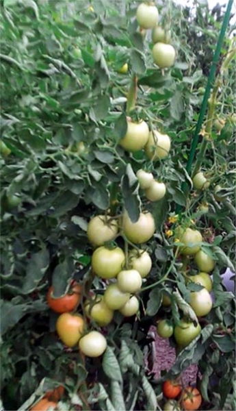 Характеристики томата Спасская башня f1 - фото, отзывы, урожайность