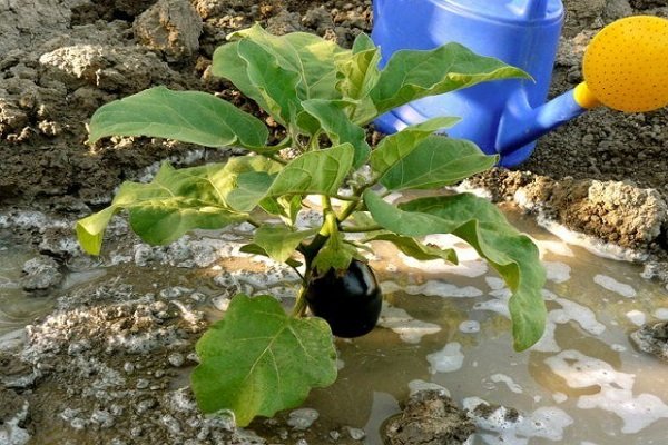 Характеристика и выращивание баклажана 