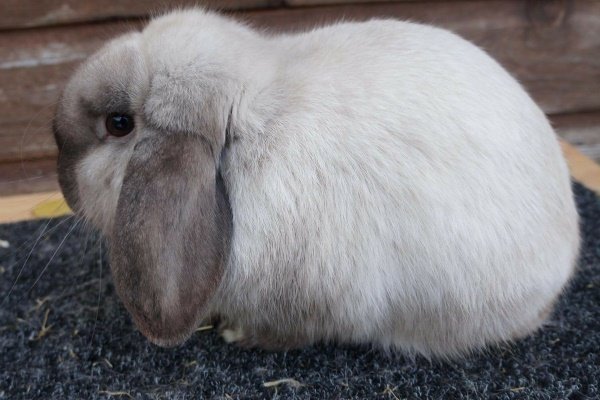 Характеристики кроличьего карликового барана и правила его содержания