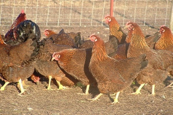 Характеристика цыплят плимутрок и особенности содержания