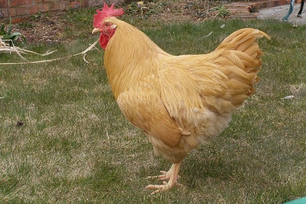 Характеристика цыплят плимутрок и особенности содержания