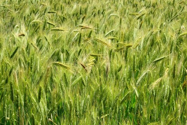 Характеристика саратовской пшеницы и технология возделывания