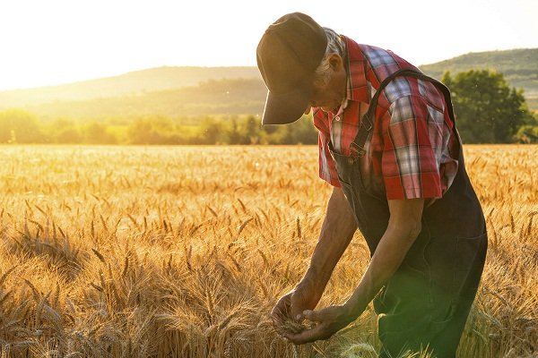 Характеристика саратовской пшеницы и технология возделывания
