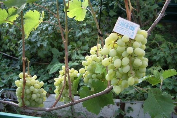 Характеристика винограда Делайт и как вырастить этот сорт?