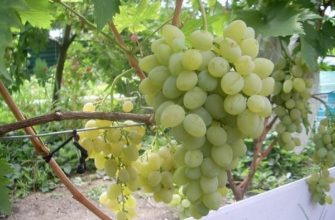 Характеристики винограда Восторг и как вырастить этот сорт?
