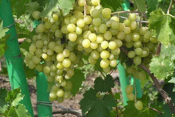 Характеристика винограда Делайт и как вырастить этот сорт?