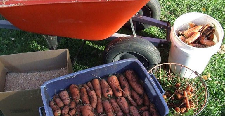 Хранение моркови на зиму – в домашних условиях, погребе, подвале, пакетах