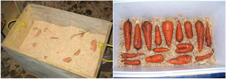 Хранение моркови на зиму - дома, погреб, погреб, мешки