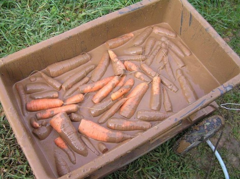 Хранение моркови на зиму - дома, погреб, погреб, мешки