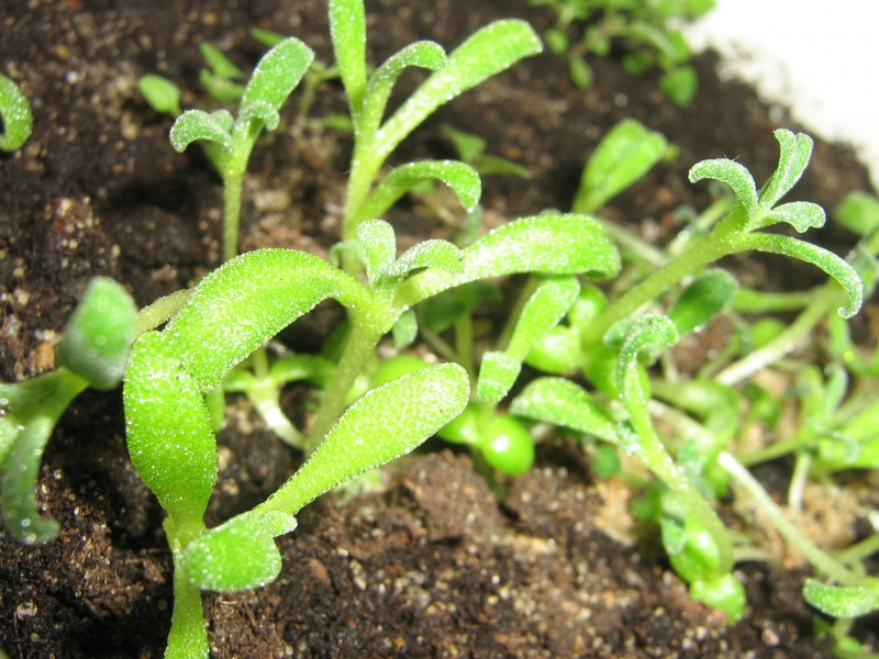Хрустальная трава или мезембриантемум - это растение я полюбила с первого взгляда