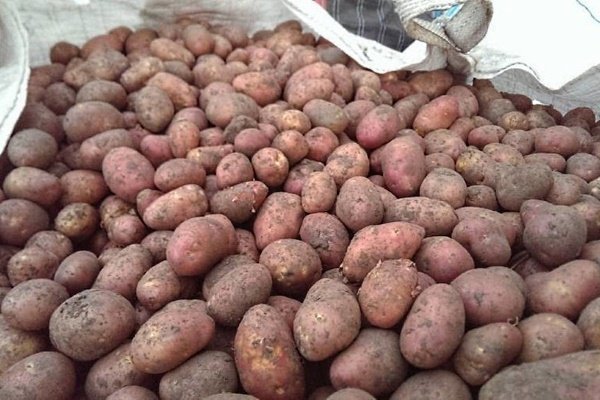 «Ильинский» - популярный сорт картофеля